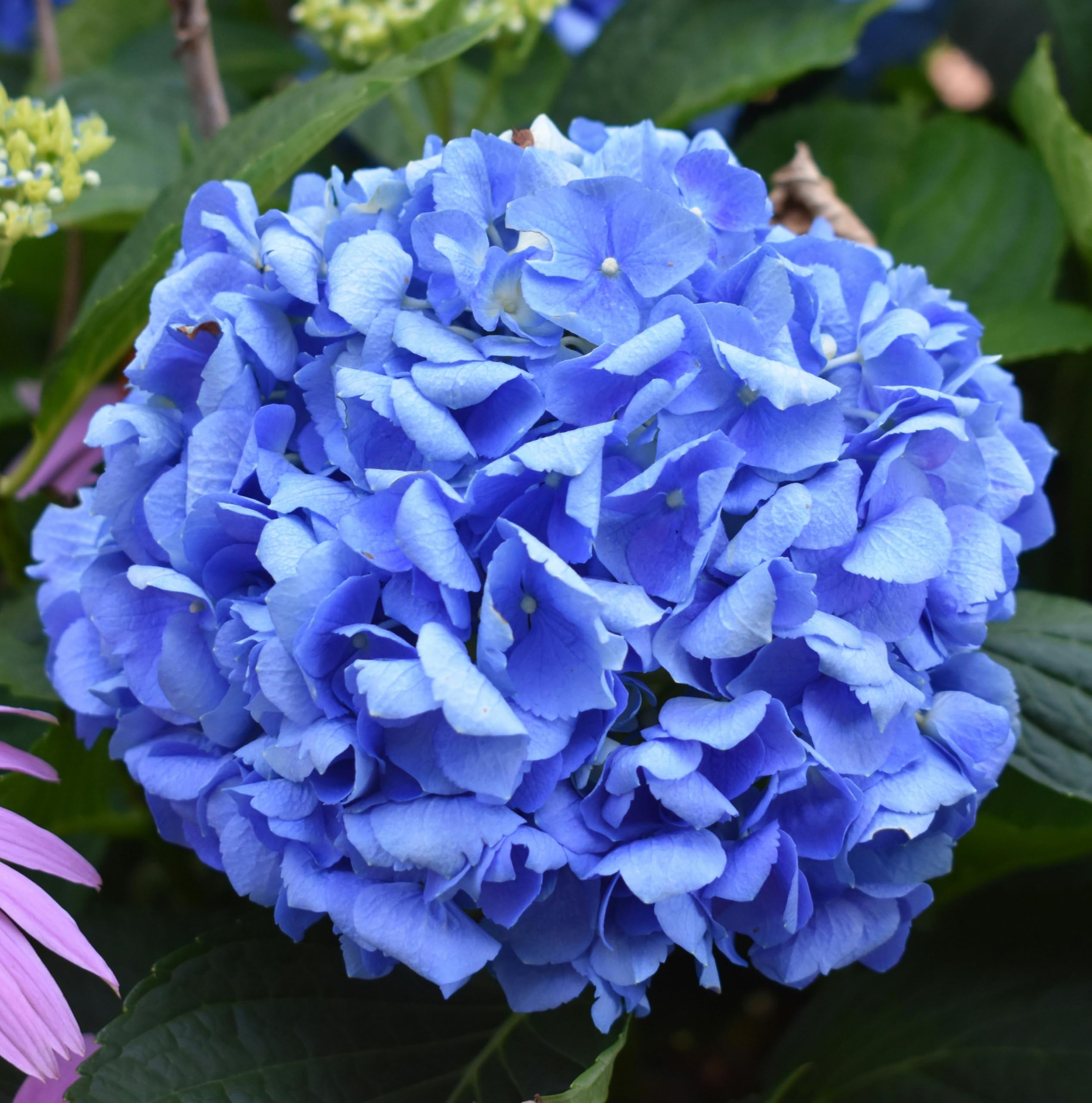 ARNAAGREEN Hydrangea Hortensia Blue Live Plant | 1 Lush Blooming